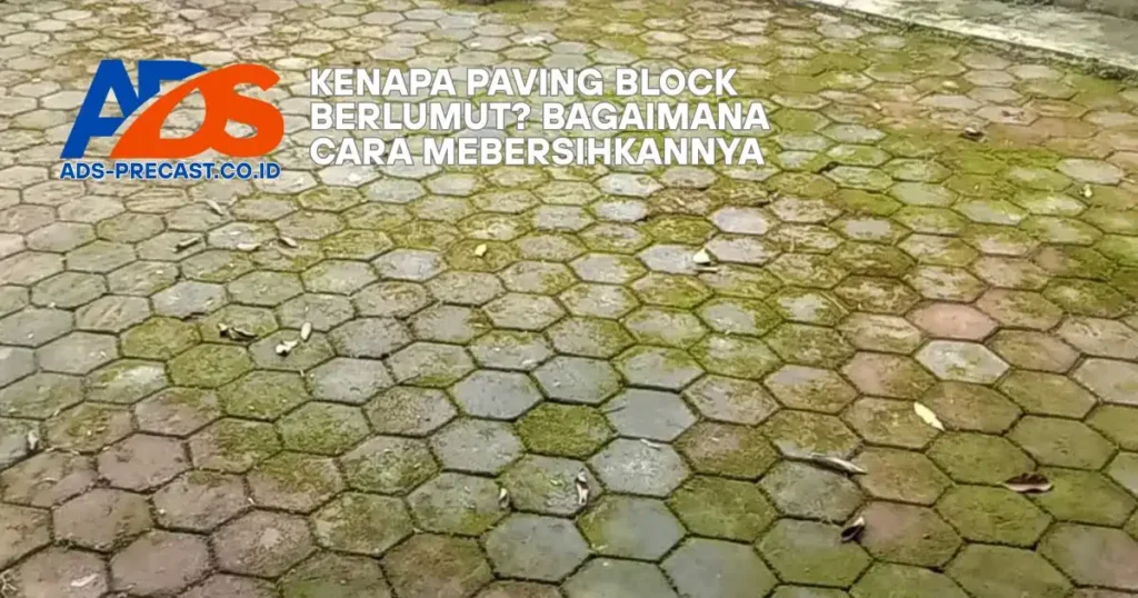 Alasan Kenapa Paving Block Berlumut Cara Mencegah dan Cara Membersihkannya Dengan Baik